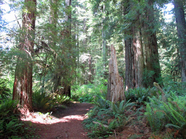 06-27-redwoods-8.jpg