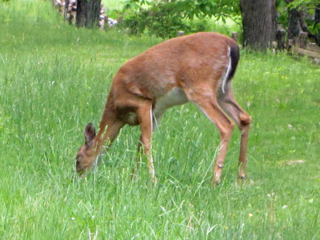 05-16-deer-Blue-Ridge-Parkw.jpg