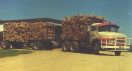 1973 Second Truck 1923 Mercedes Benz carting billet logs from Licola and Seaton to Maryvale.jpg